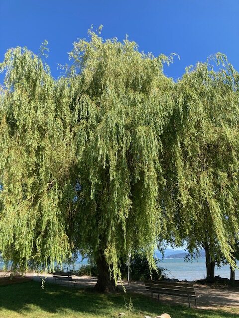 北米の柳、Weeping Willow